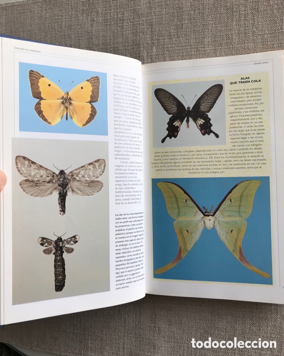 Libros de segunda mano: Observar Mariposas. Gu&iacute;a sobre Mariposas. - Foto 4