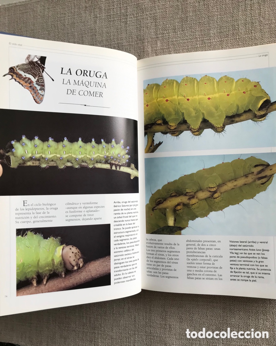 Libros de segunda mano: Observar Mariposas. Gu&iacute;a sobre Mariposas. - Foto 5
