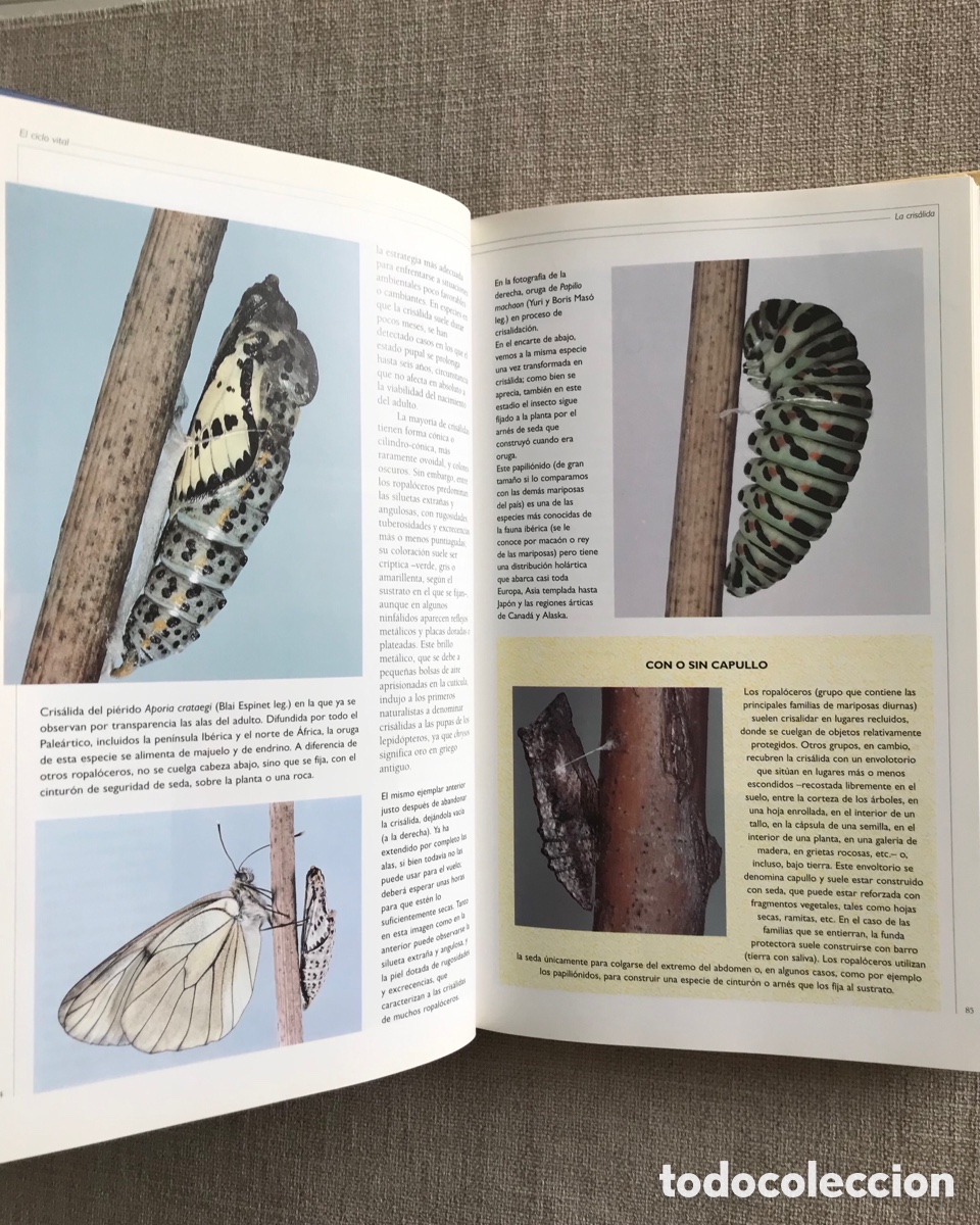 Libros de segunda mano: Observar Mariposas. Gu&iacute;a sobre Mariposas. - Foto 6