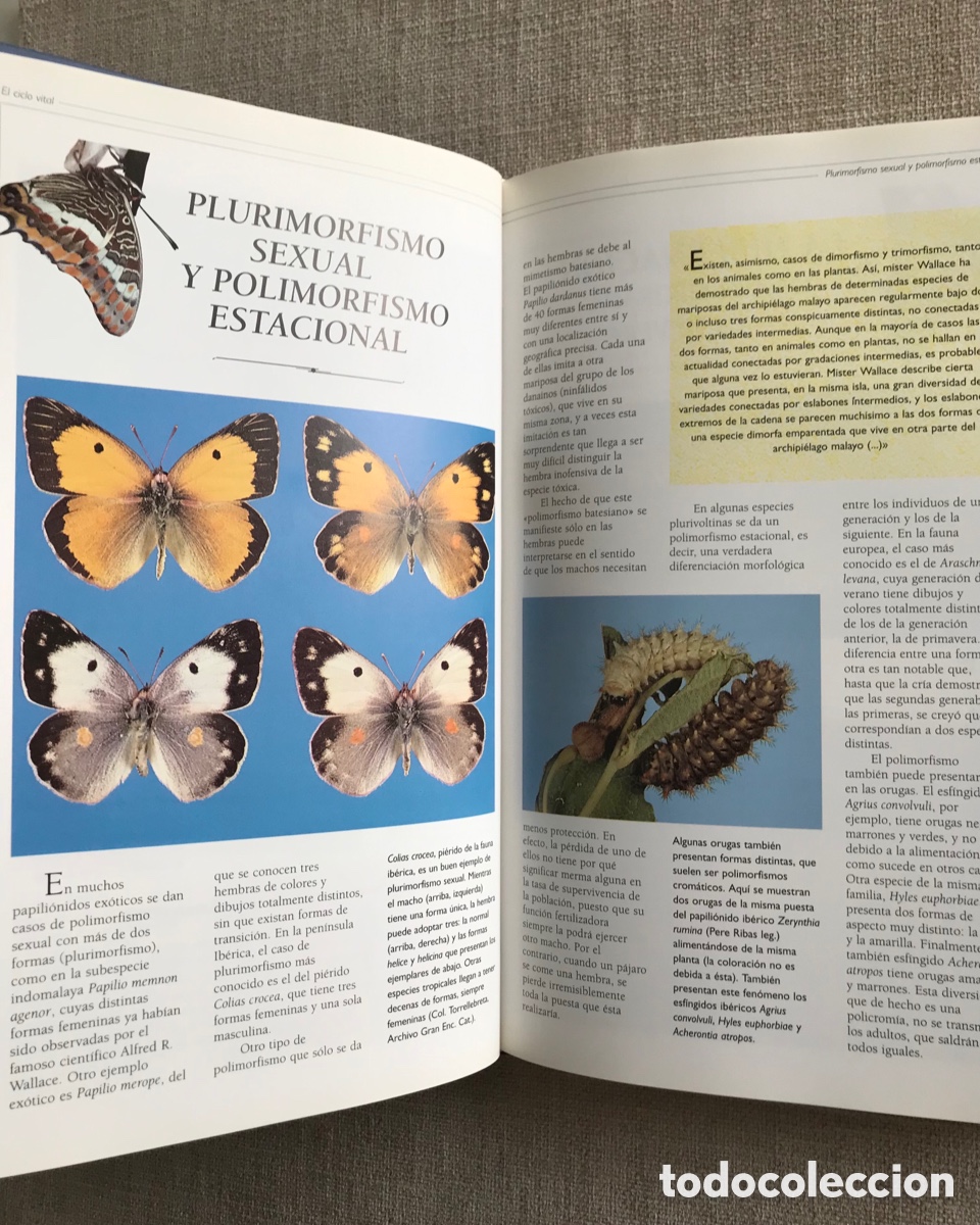 Libros de segunda mano: Observar Mariposas. Gu&iacute;a sobre Mariposas. - Foto 7
