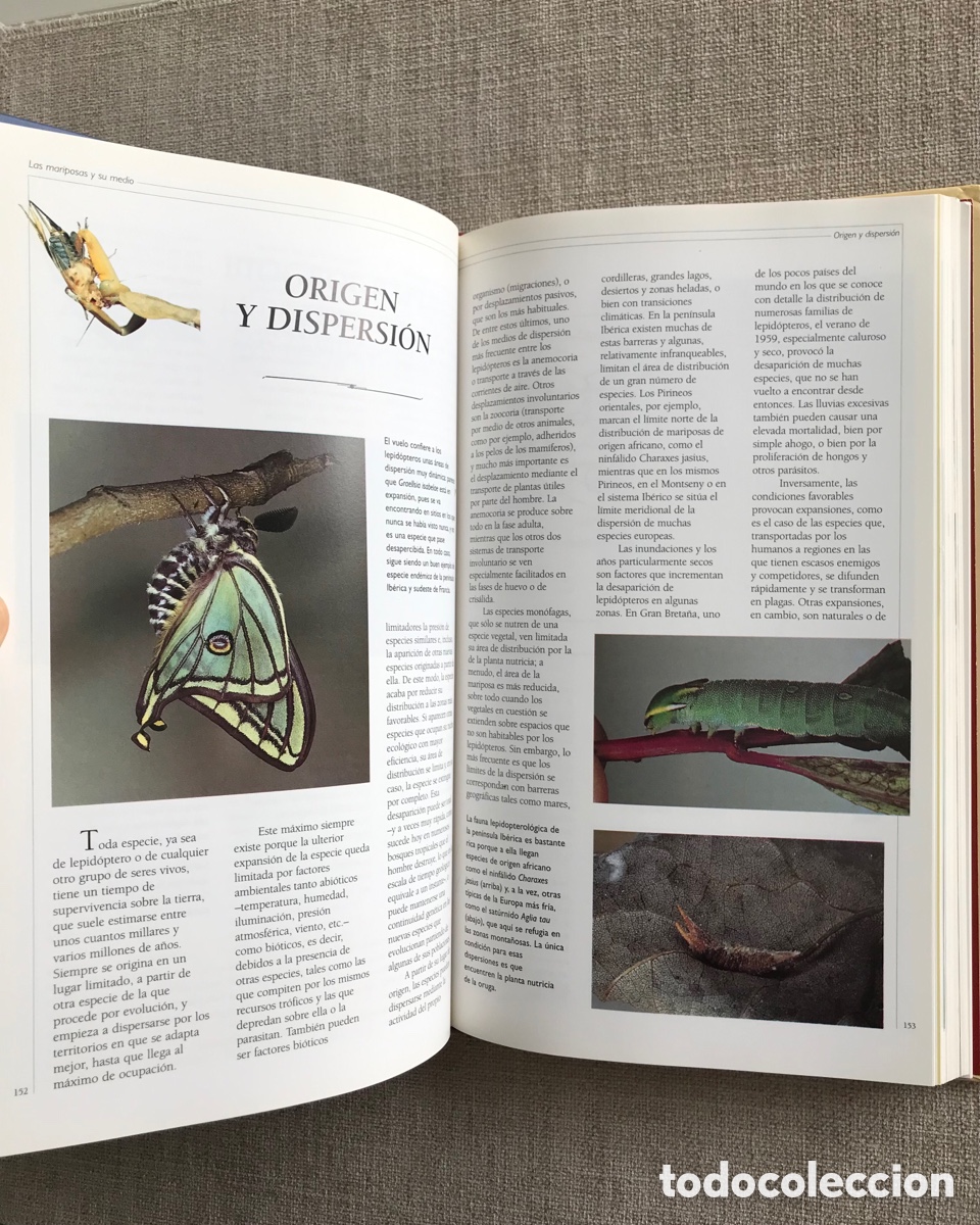 Libros de segunda mano: Observar Mariposas. Gu&iacute;a sobre Mariposas. - Foto 8