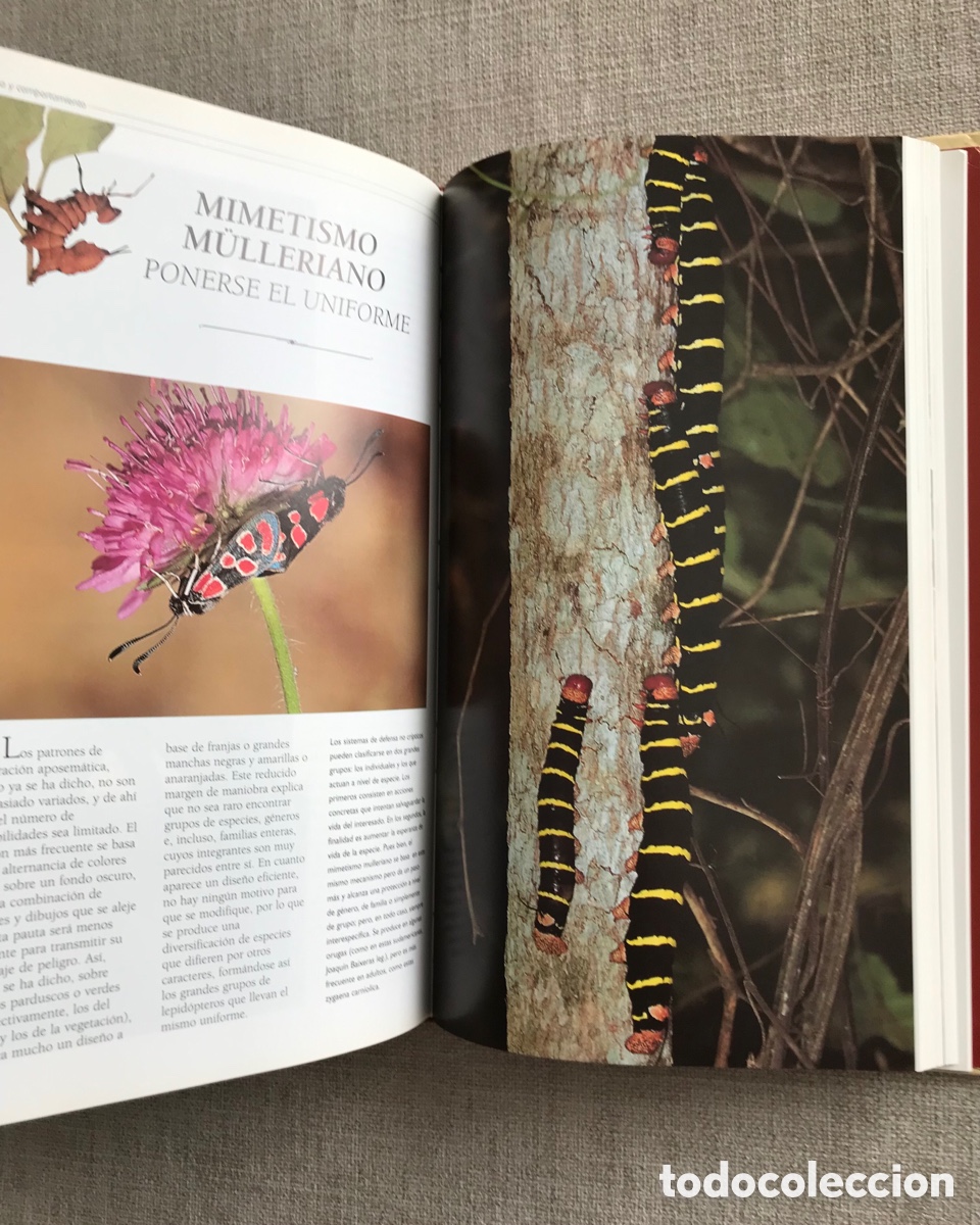 Libros de segunda mano: Observar Mariposas. Gu&iacute;a sobre Mariposas. - Foto 9