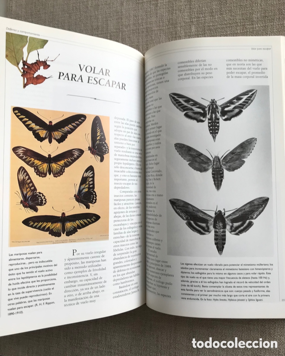 Libros de segunda mano: Observar Mariposas. Gu&iacute;a sobre Mariposas. - Foto 10