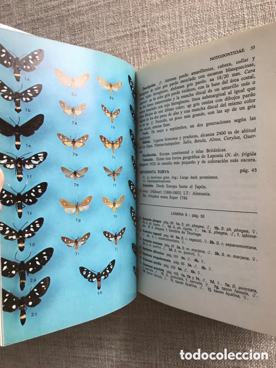 Libros de segunda mano: Gu&iacute;a de Campo de las Mariposas Nocturnas. - Foto 4