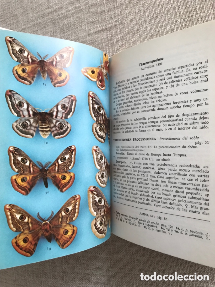 Libros de segunda mano: Gu&iacute;a de Campo de las Mariposas Nocturnas. - Foto 7