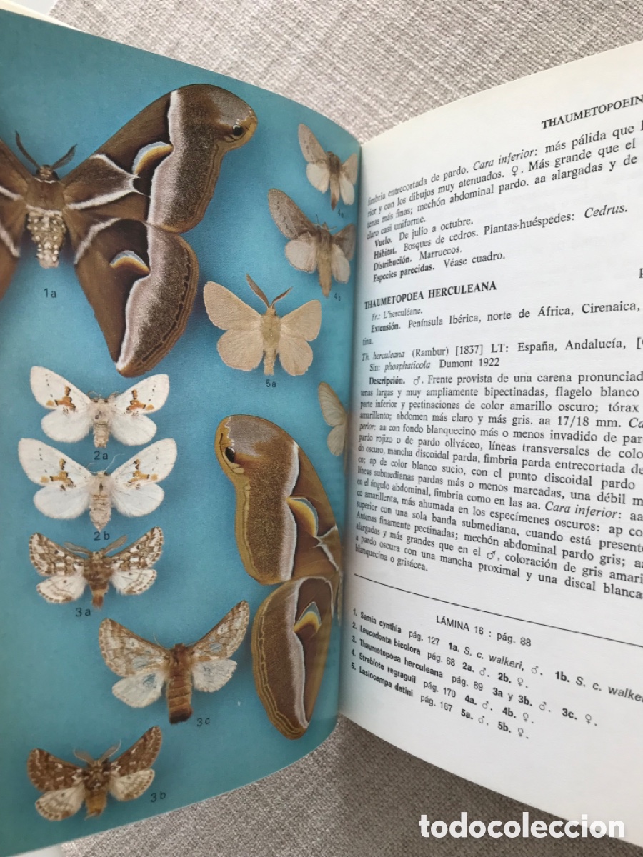 Libros de segunda mano: Gu&iacute;a de Campo de las Mariposas Nocturnas. - Foto 8