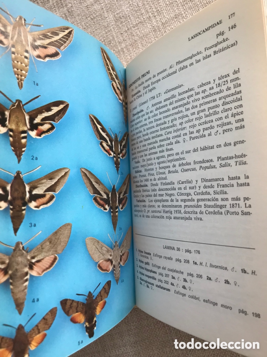Libros de segunda mano: Gu&iacute;a de Campo de las Mariposas Nocturnas. - Foto 9
