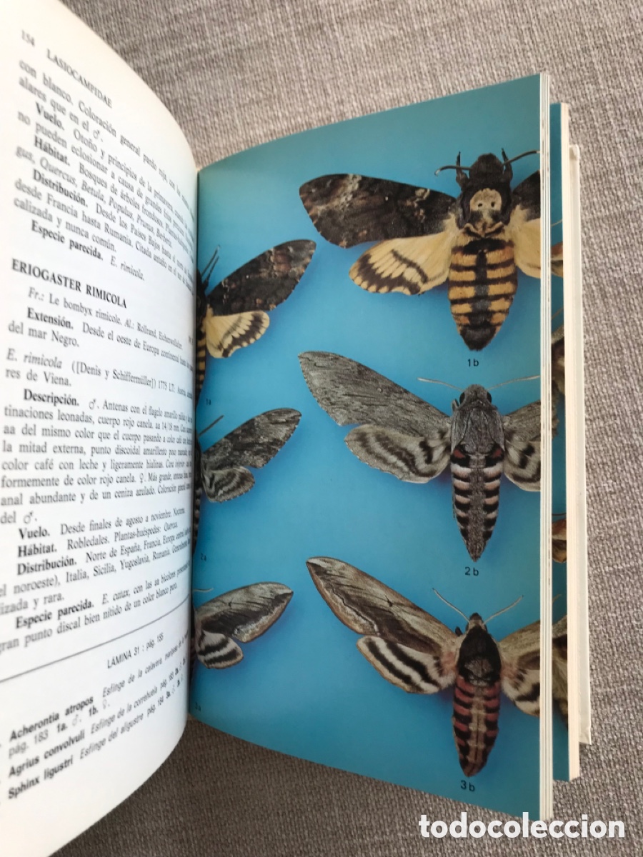 Libros de segunda mano: Gu&iacute;a de Campo de las Mariposas Nocturnas. - Foto 10