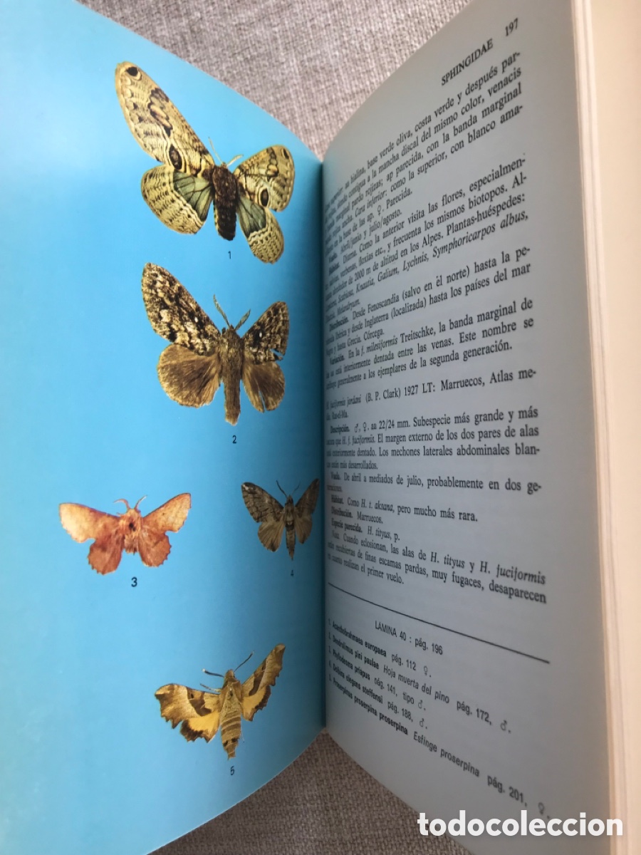 Libros de segunda mano: Gu&iacute;a de Campo de las Mariposas Nocturnas. - Foto 12