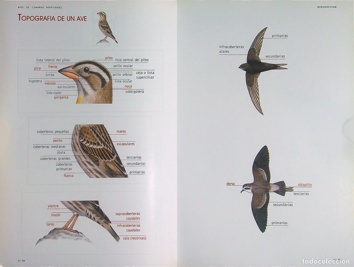 Libros de segunda mano: AVES DE CANARIAS NIDIFICANTES - TONY S&Aacute;NCHEZ - 2002 - Foto 4
