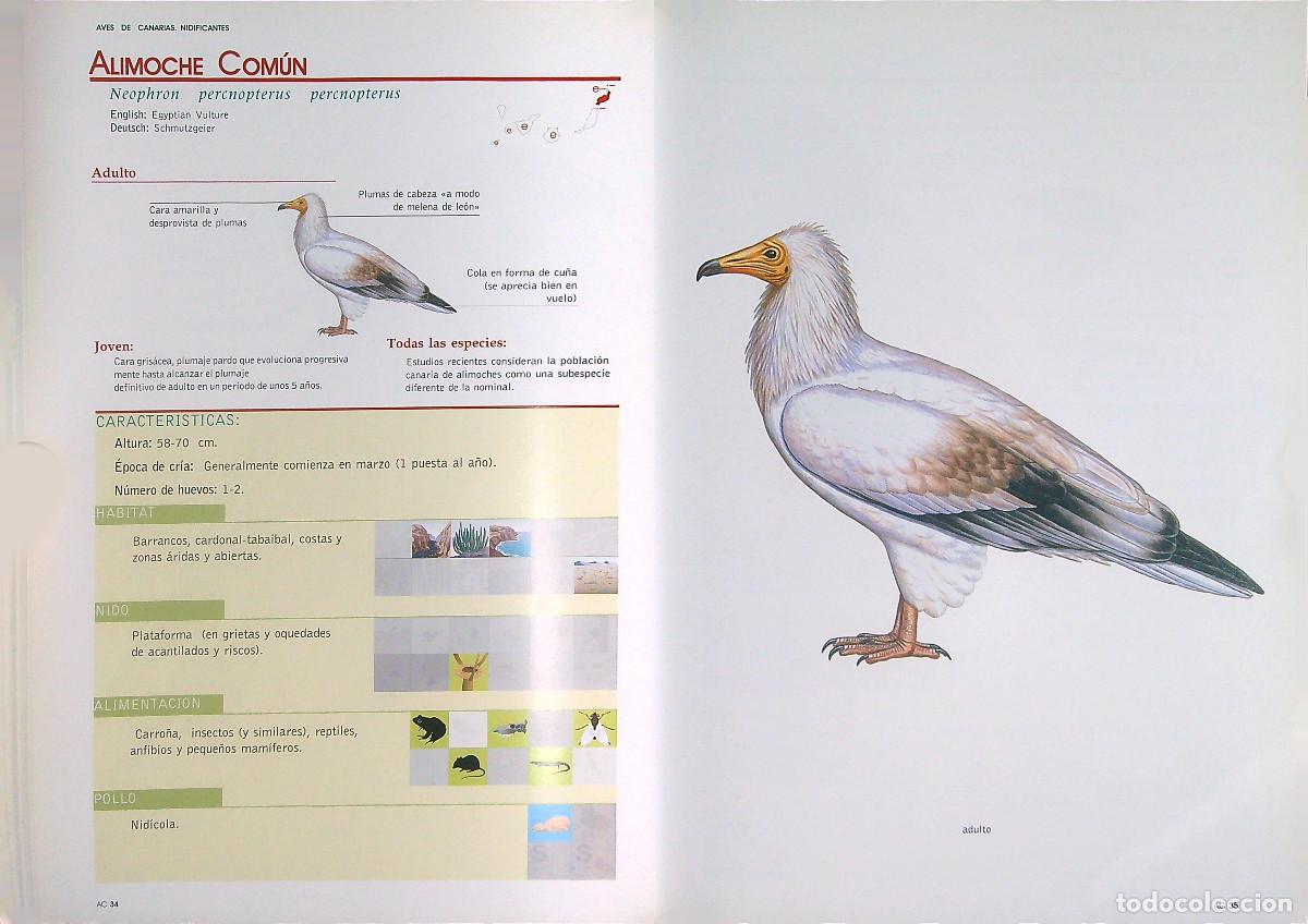 Libros de segunda mano: AVES DE CANARIAS NIDIFICANTES - TONY S&Aacute;NCHEZ - 2002 - Foto 5