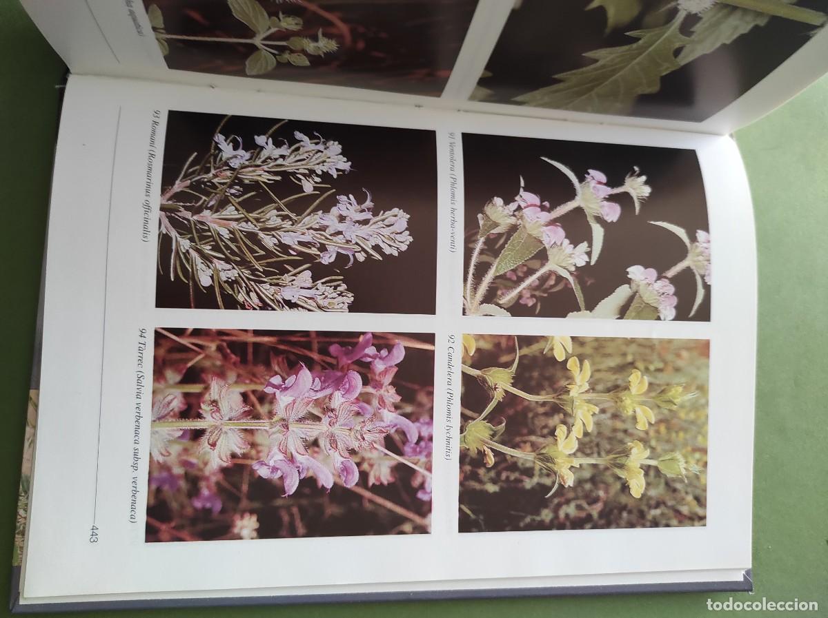 Libros de segunda mano: FLORA VASCULAR de la Comarca de la Plana Alta - Jos&eacute; Tirado Jim&eacute;nez - Foto 2