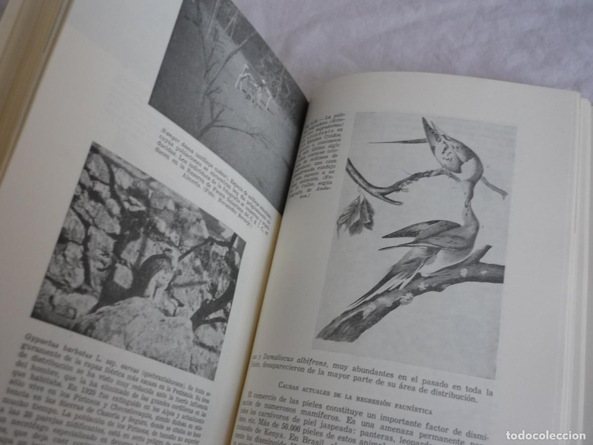 Libros de segunda mano: Elementos de ecolog&iacute;a aplicada, Fran&ccedil;oise Ramade, 1977 - Foto 11