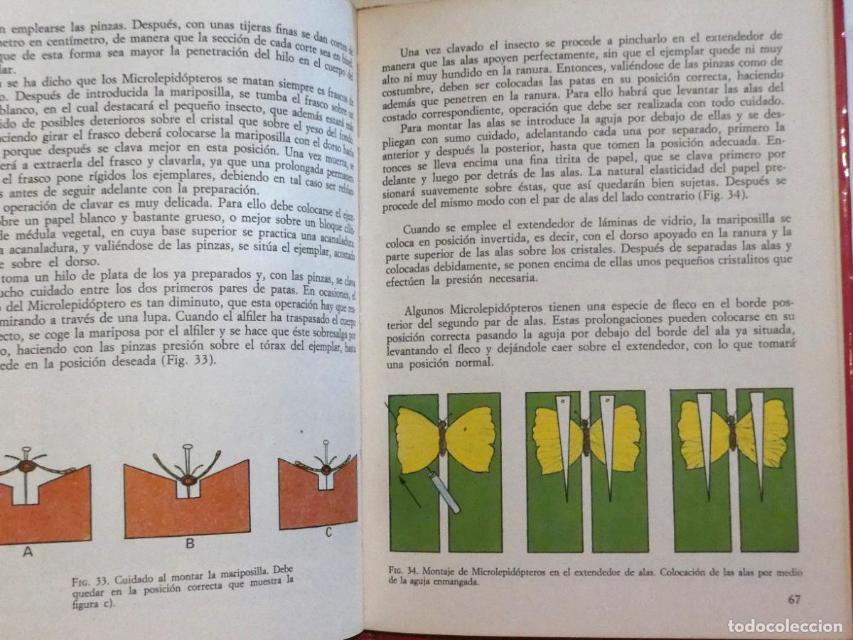 Libros de segunda mano: COMO COLECCIONAR MARIPOSAS JOS&Eacute; A. ARROYO - Foto 4