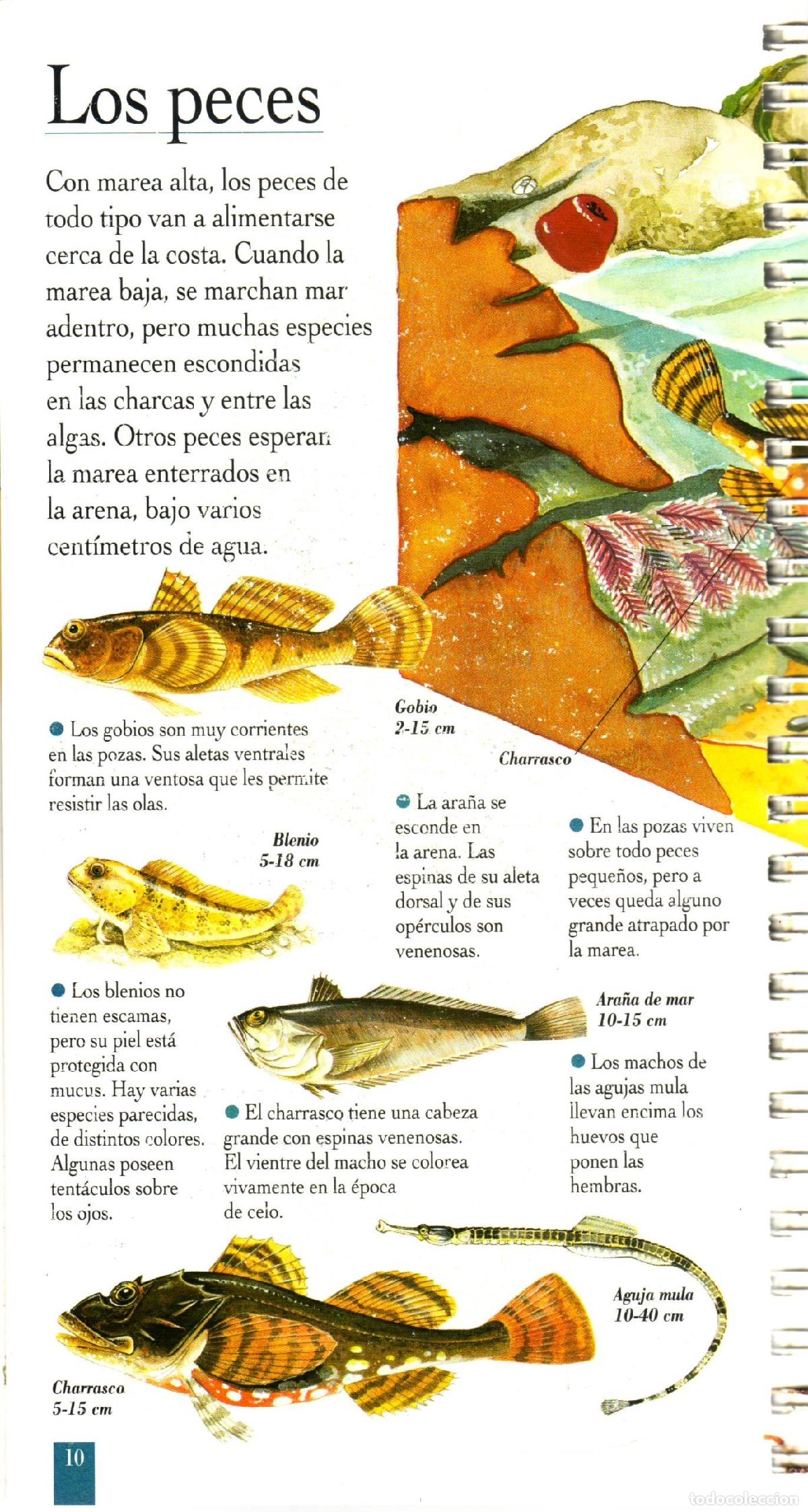 Libros de segunda mano: Marea alta, marea baja - de Panafieu, Jean-Baptiste - Foto 3