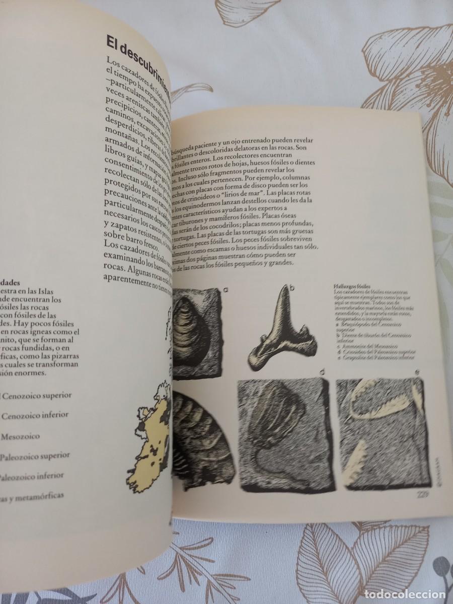 Libros de segunda mano: GU&Iacute;A DE CAMBRIDGE DE LA VIDA PREHIST&Oacute;RICA. DAVID LAMBERT. EDAF, 1991 - Foto 2