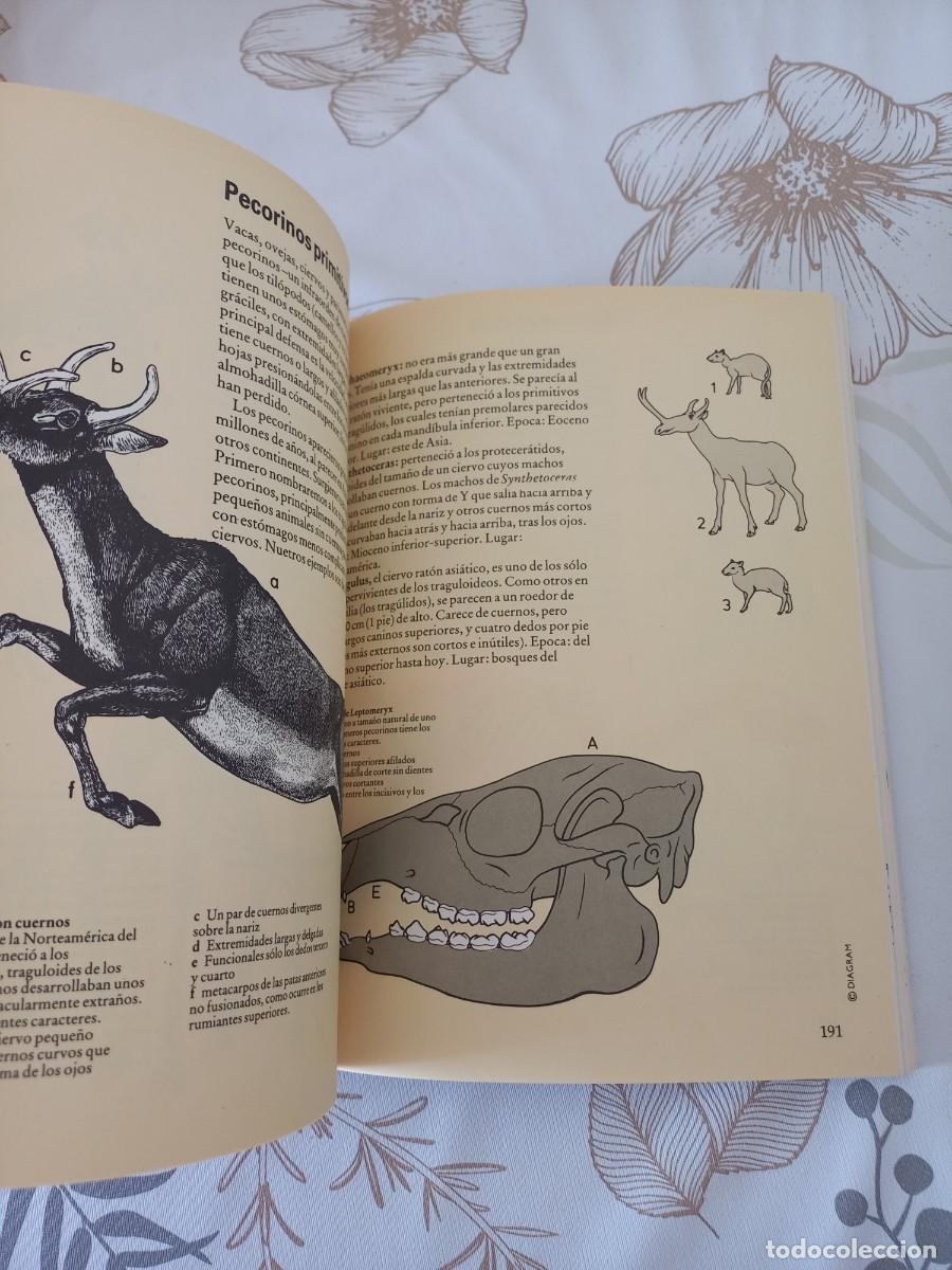 Libros de segunda mano: GU&Iacute;A DE CAMBRIDGE DE LA VIDA PREHIST&Oacute;RICA. DAVID LAMBERT. EDAF, 1991 - Foto 3
