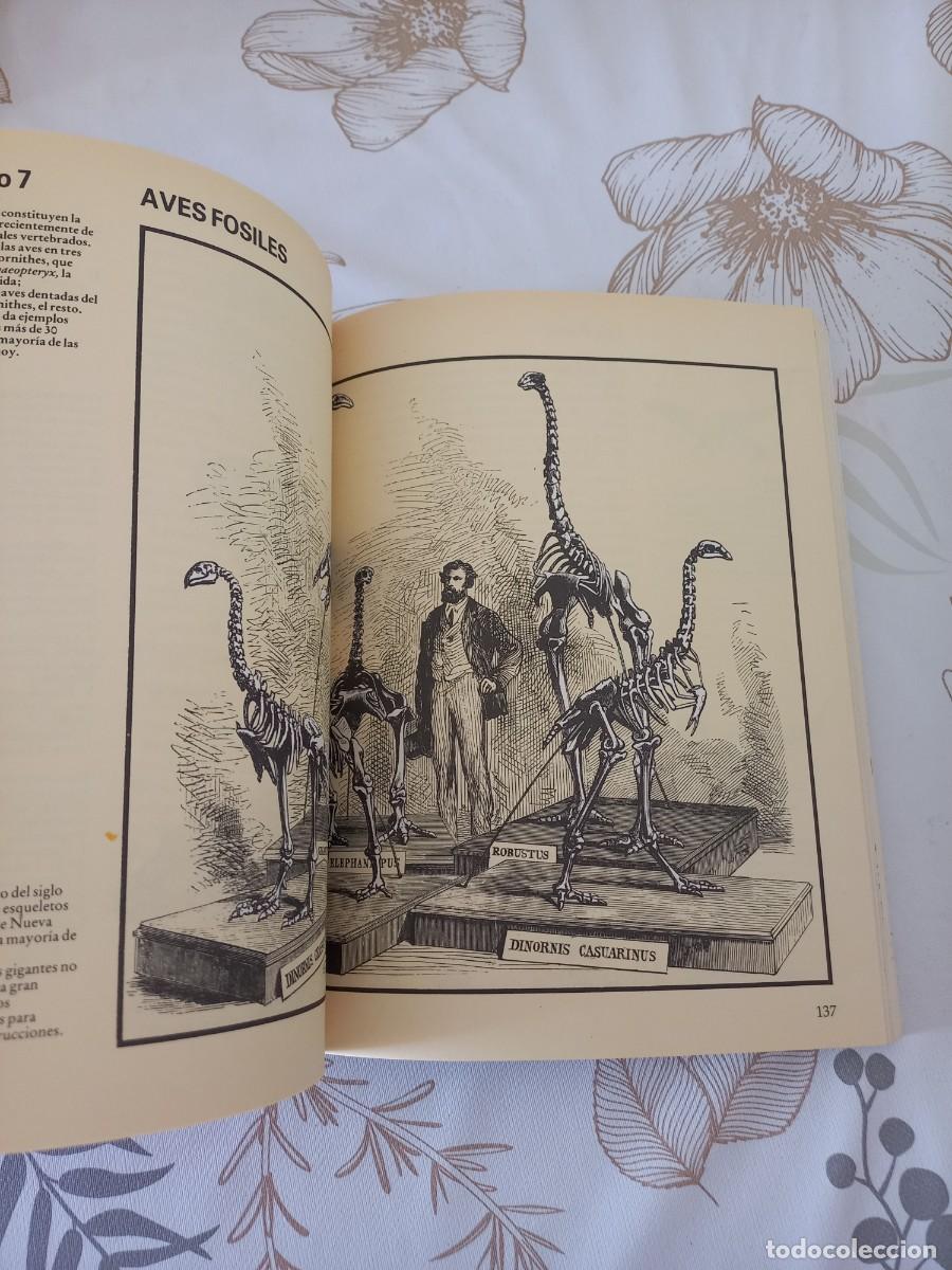 Libros de segunda mano: GU&Iacute;A DE CAMBRIDGE DE LA VIDA PREHIST&Oacute;RICA. DAVID LAMBERT. EDAF, 1991 - Foto 4