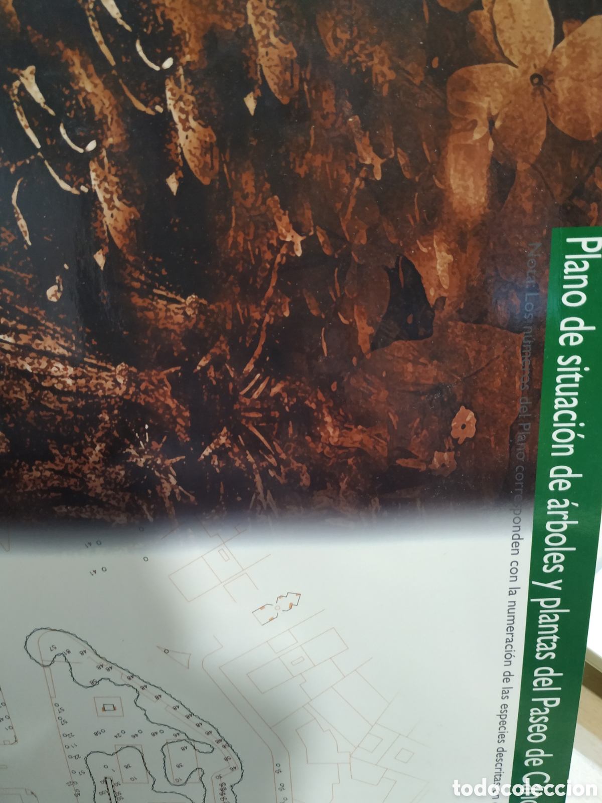 Libros de segunda mano: C&aacute;ceres verde. El paseo de C&aacute;novas - Foto 2