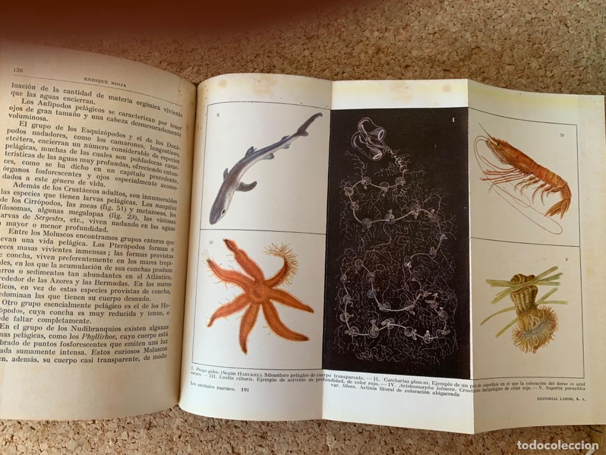 Libros de segunda mano: Los animales marinos (Bos, 31) - Foto 5