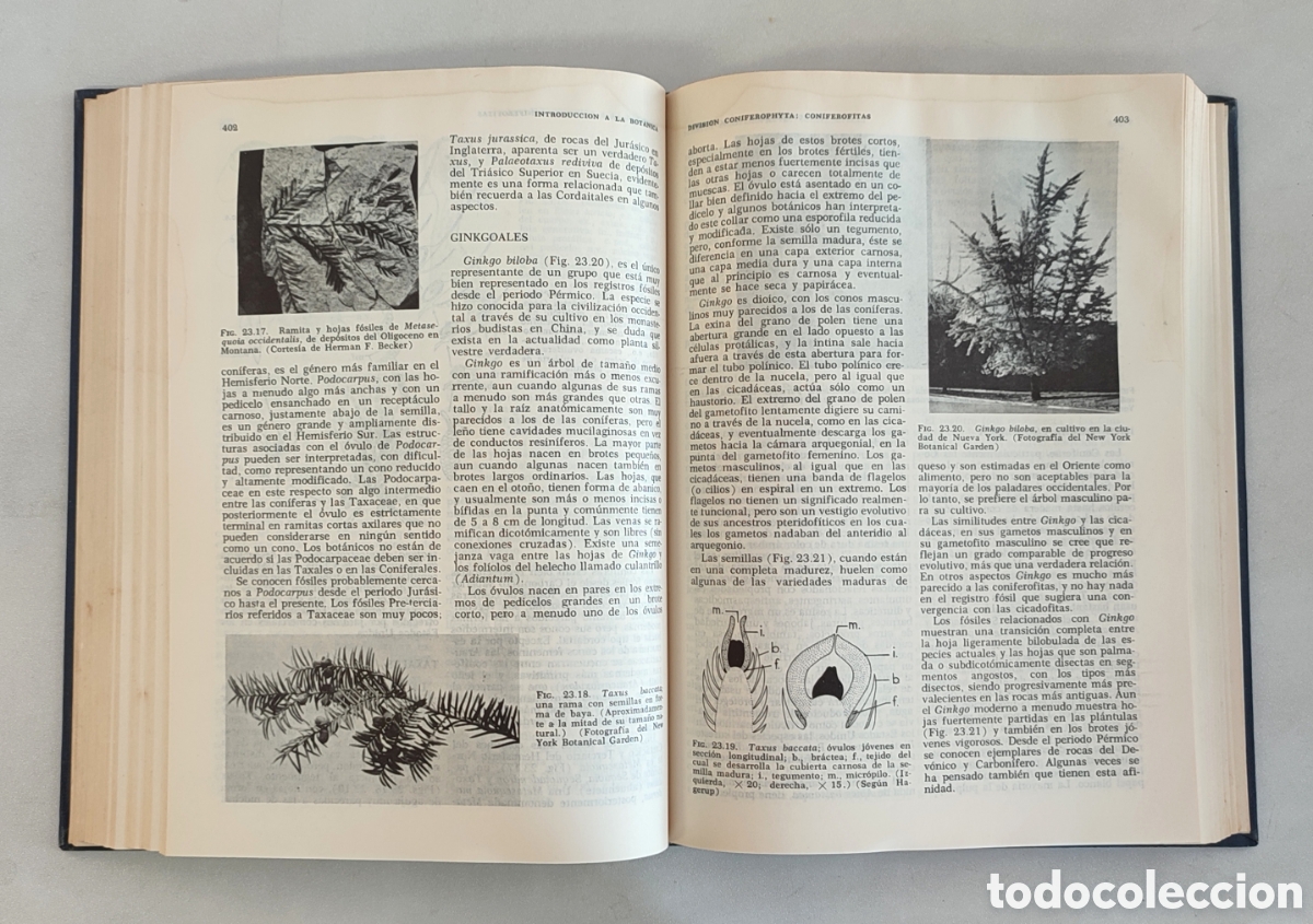 Libros de segunda mano: Introducci&oacute;n a la bot&aacute;nica. Arthur Cronquist. CECSA 1969 - Foto 5