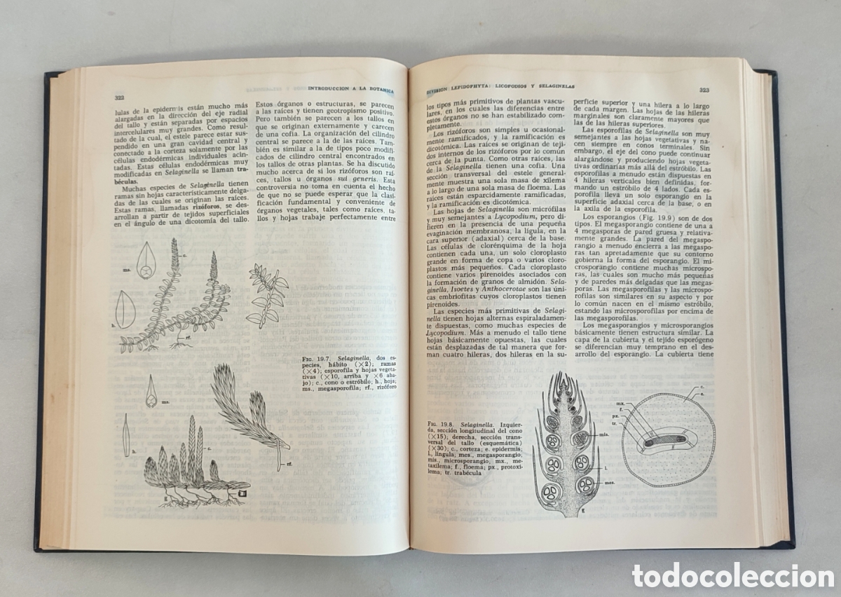 Libros de segunda mano: Introducci&oacute;n a la bot&aacute;nica. Arthur Cronquist. CECSA 1969 - Foto 8
