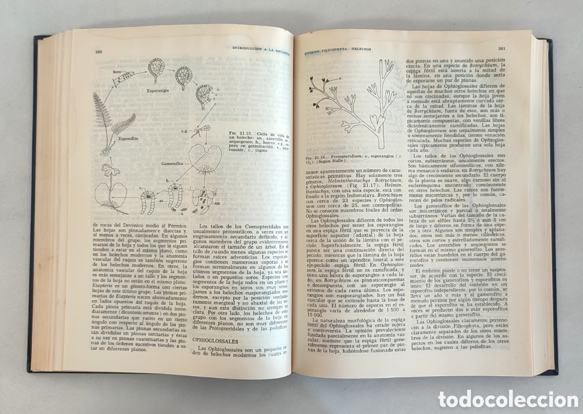 Libros de segunda mano: Introducci&oacute;n a la bot&aacute;nica. Arthur Cronquist. CECSA 1969 - Foto 9
