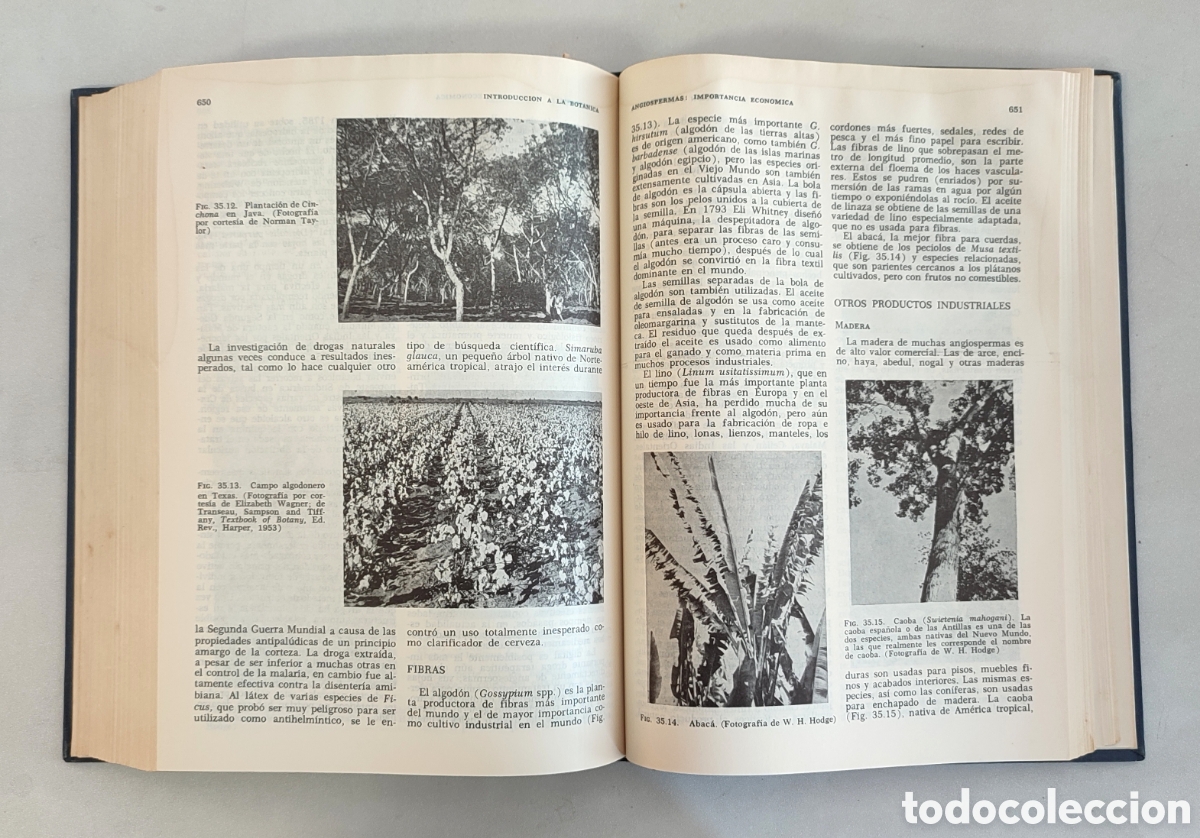 Libros de segunda mano: Introducci&oacute;n a la bot&aacute;nica. Arthur Cronquist. CECSA 1969 - Foto 10