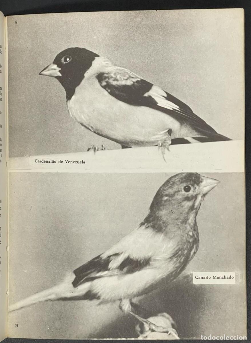 Libros de segunda mano: LIBRO MIS AMIGOS LOS ANIMALES - CANARIOS - Foto 2