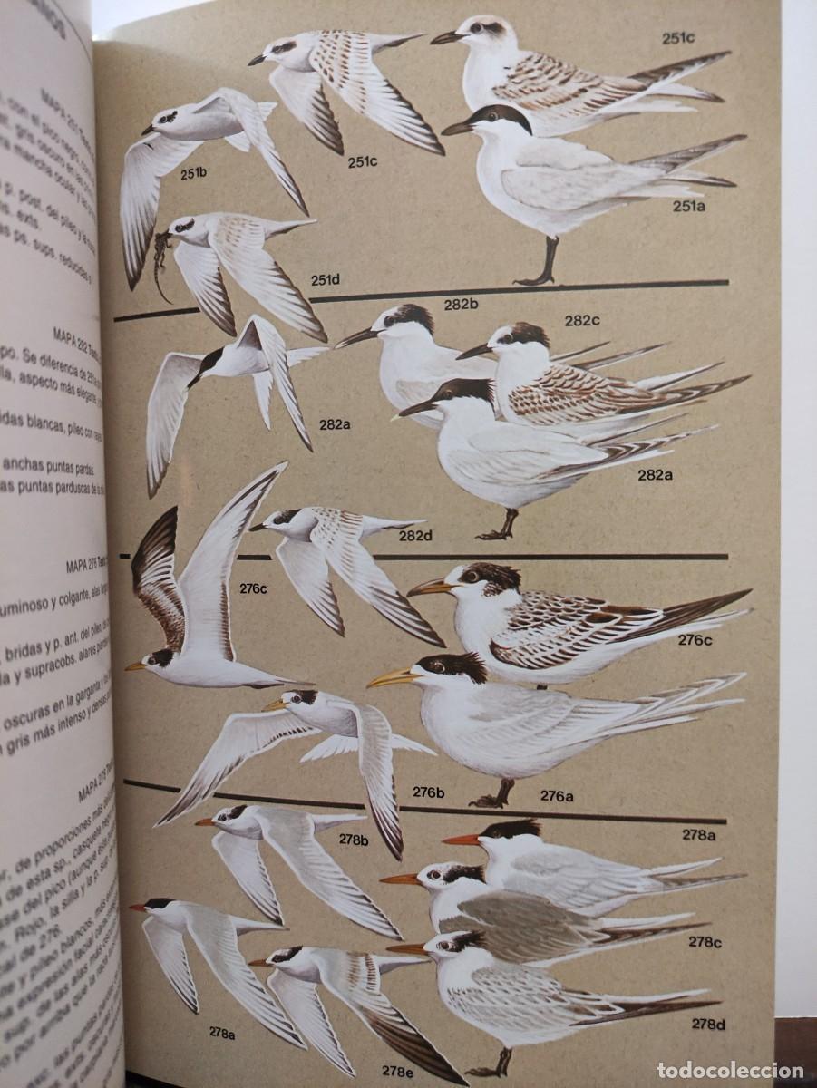 Libros de segunda mano: AVES MARINAS . UNA GUIA DE IDENTIFICACION - PETER HARRISON - Foto 6