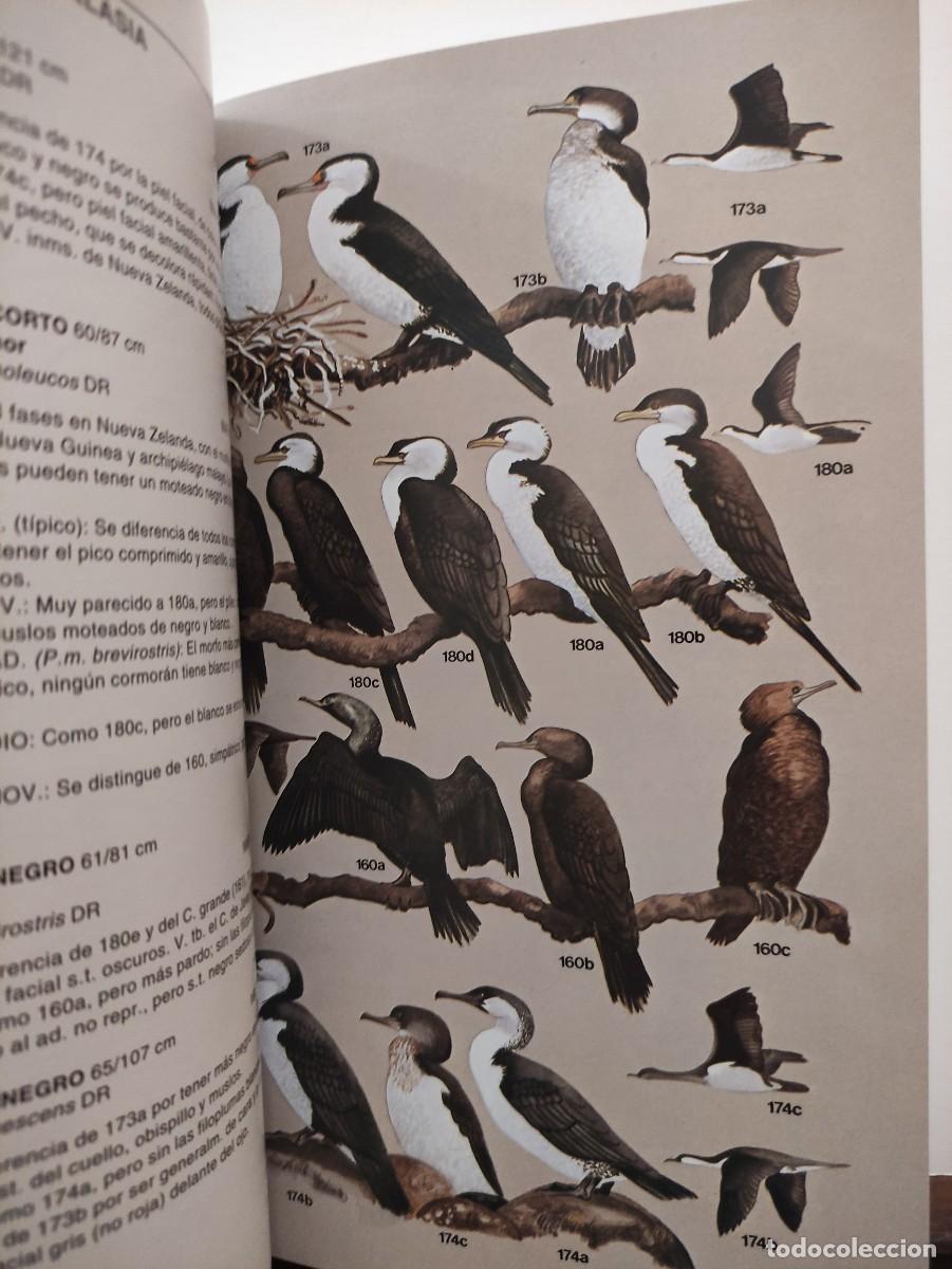 Libros de segunda mano: AVES MARINAS . UNA GUIA DE IDENTIFICACION - PETER HARRISON - Foto 7