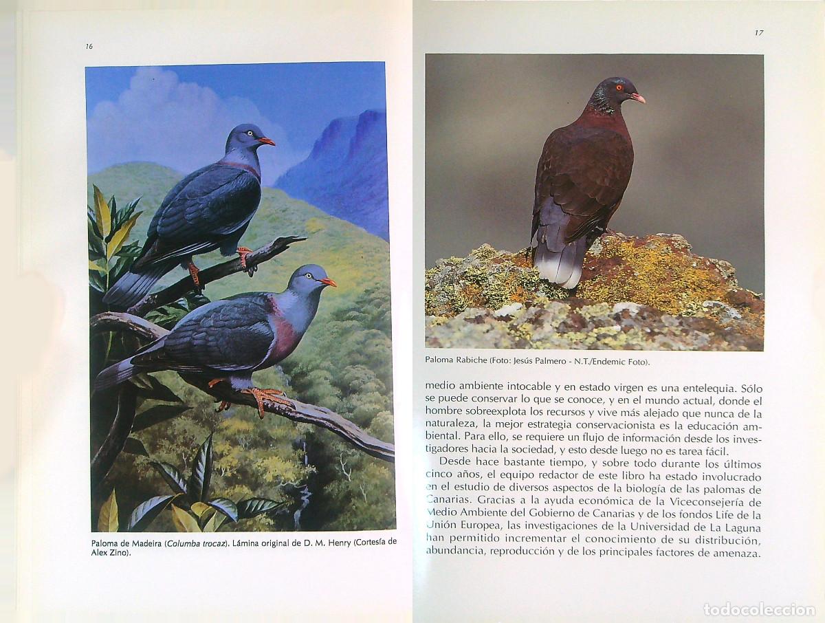 Libros de segunda mano: LAS PALOMAS END&Eacute;MICAS DE CANARIAS - VV.AA. - 2000 - CANARIAS - Foto 4