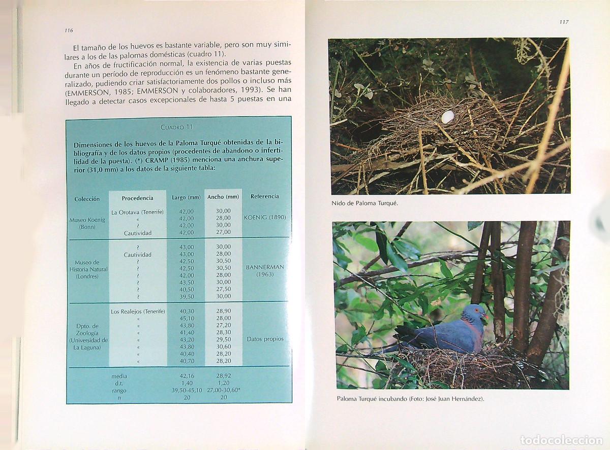 Libros de segunda mano: LAS PALOMAS END&Eacute;MICAS DE CANARIAS - VV.AA. - 2000 - CANARIAS - Foto 5