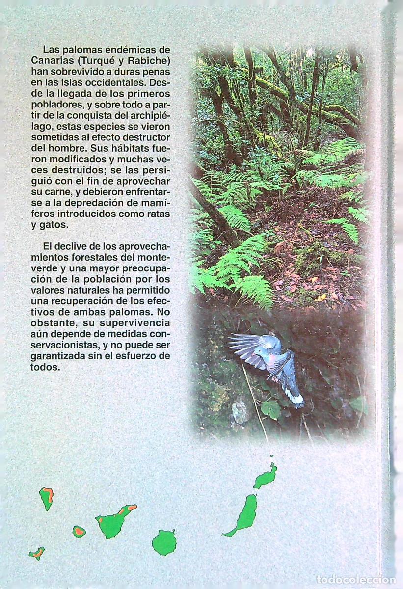Libros de segunda mano: LAS PALOMAS END&Eacute;MICAS DE CANARIAS - VV.AA. - 2000 - CANARIAS - Foto 6