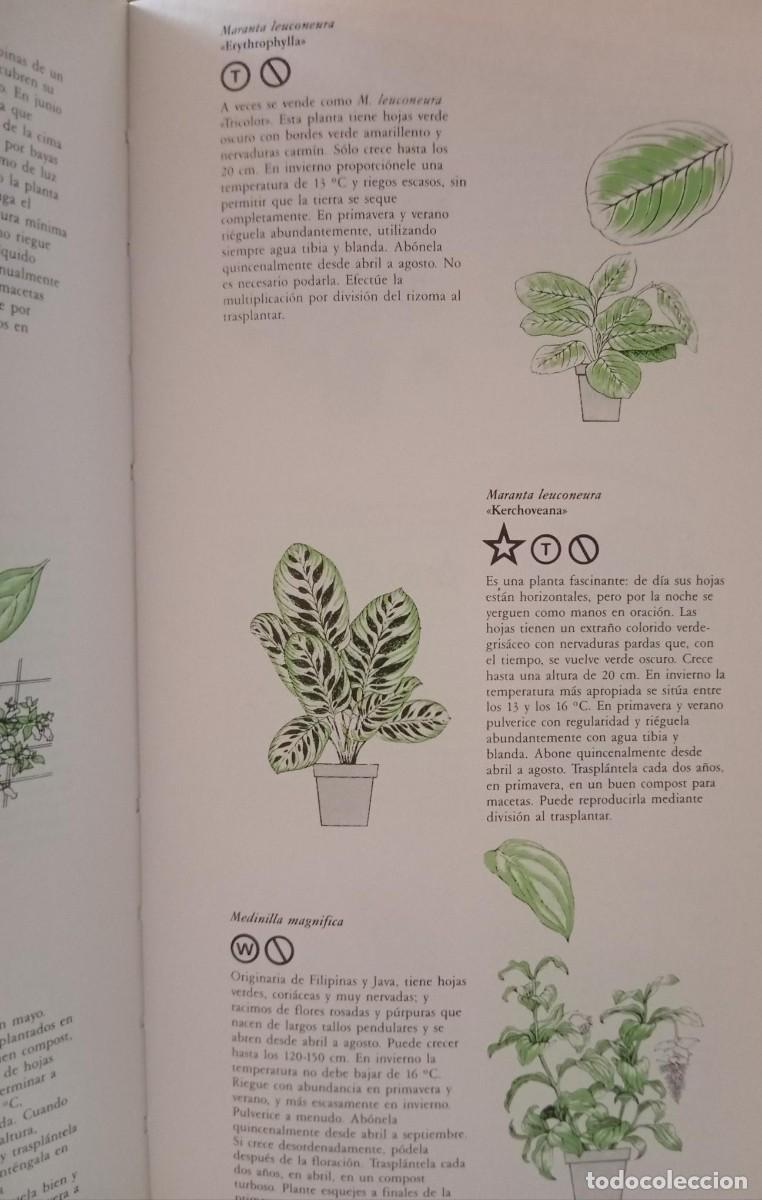 Libros de segunda mano: MANUAL PRACTICO DE PLANTAS DE INTERIOR - GEORGE SEDDON - Foto 3