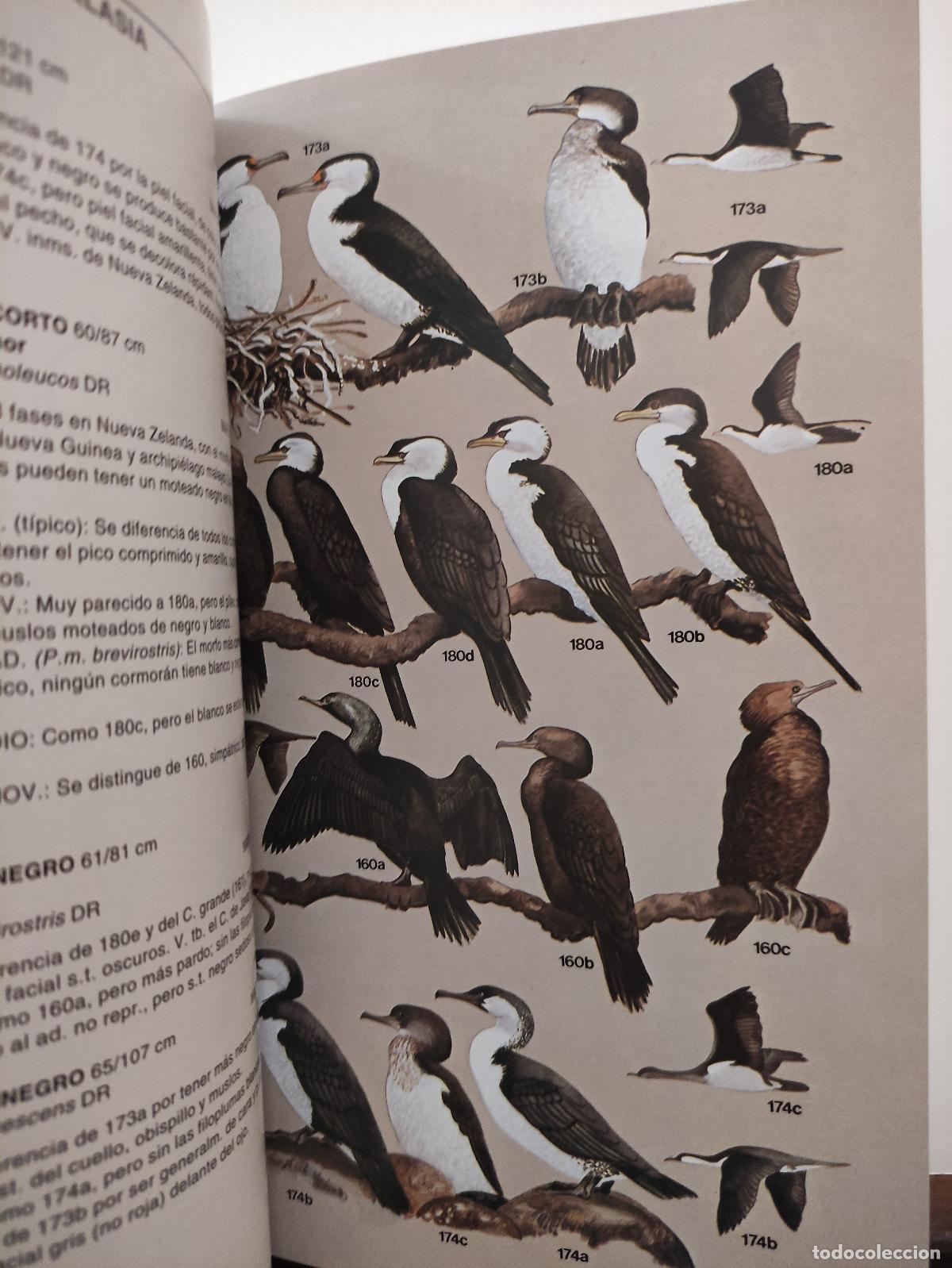 Libros de segunda mano: AVES MARINAS . UNA GUIA DE IDENTIFICACION - PETER HARRISON - Foto 2