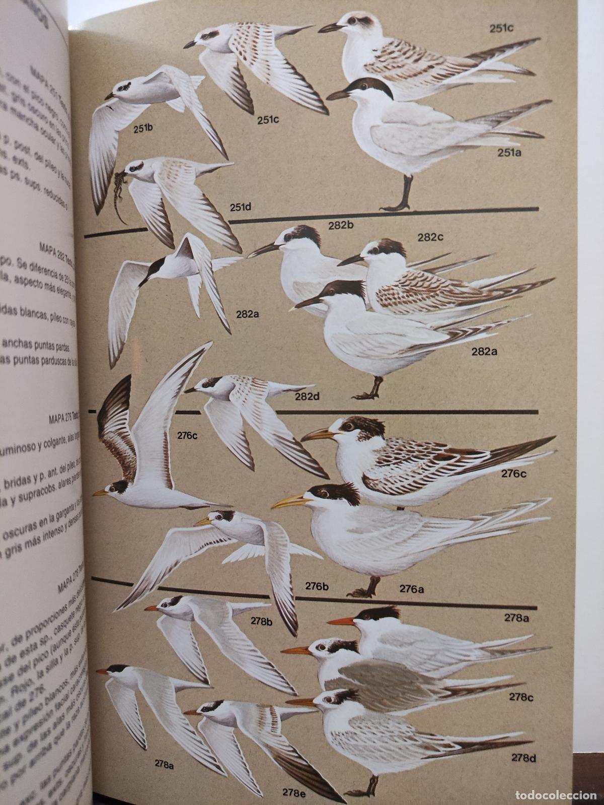 Libros de segunda mano: AVES MARINAS . UNA GUIA DE IDENTIFICACION - PETER HARRISON - Foto 3