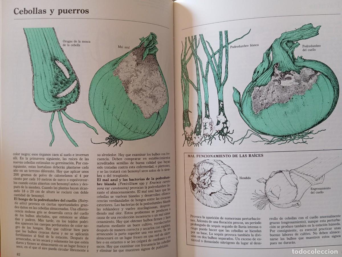 Libros de segunda mano: PLAGAS Y ENFERMEDADES DEL JARDIN - ED. FOLIO - Foto 3