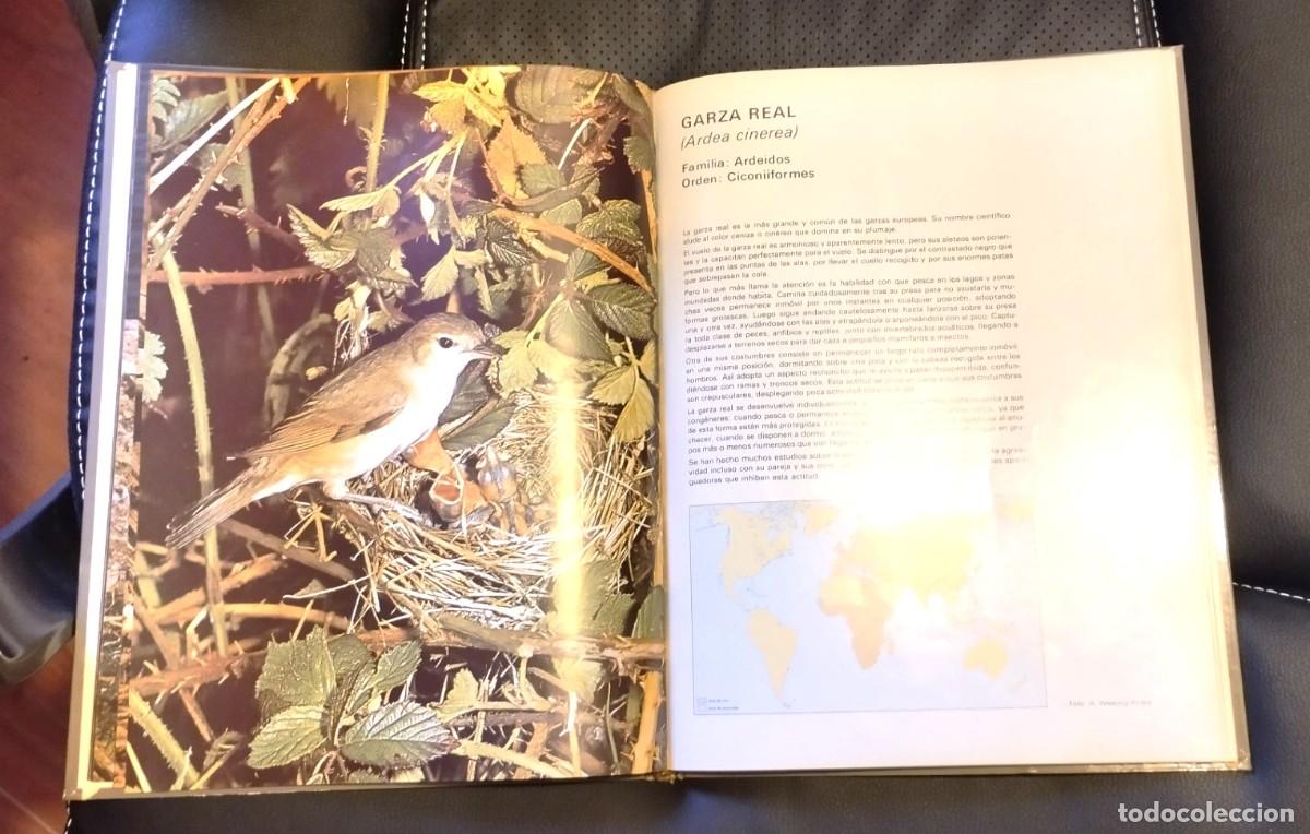 Libros de segunda mano: AVES DEL MUNDO - X FERRER - Foto 2