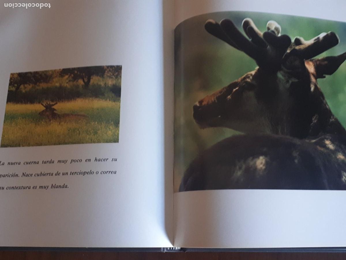 Libros de segunda mano: LOS VENADOS DE NUESTRAS SIERRAS.- A. DIAZ Y JAVIER DE TORRES. - Foto 3