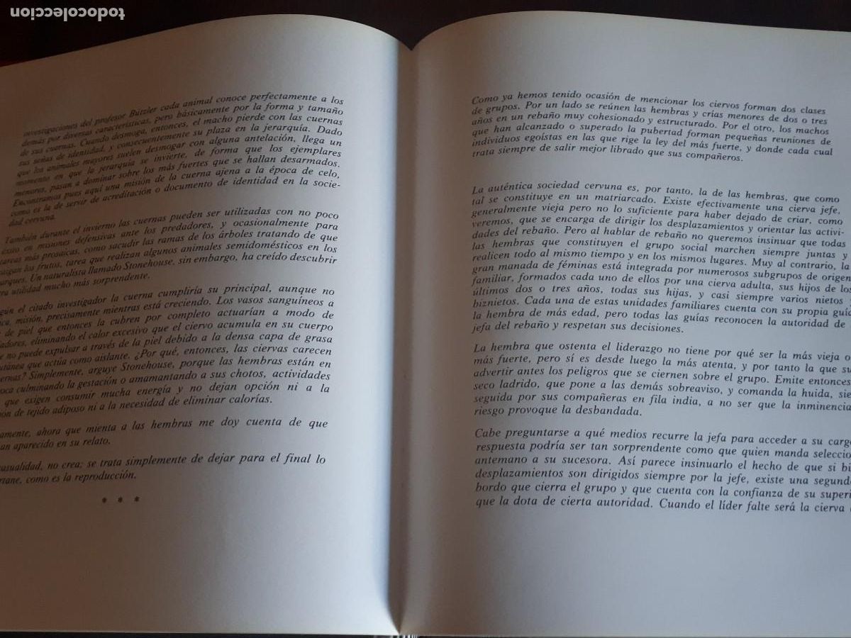 Libros de segunda mano: LOS VENADOS DE NUESTRAS SIERRAS.- A. DIAZ Y JAVIER DE TORRES. - Foto 4
