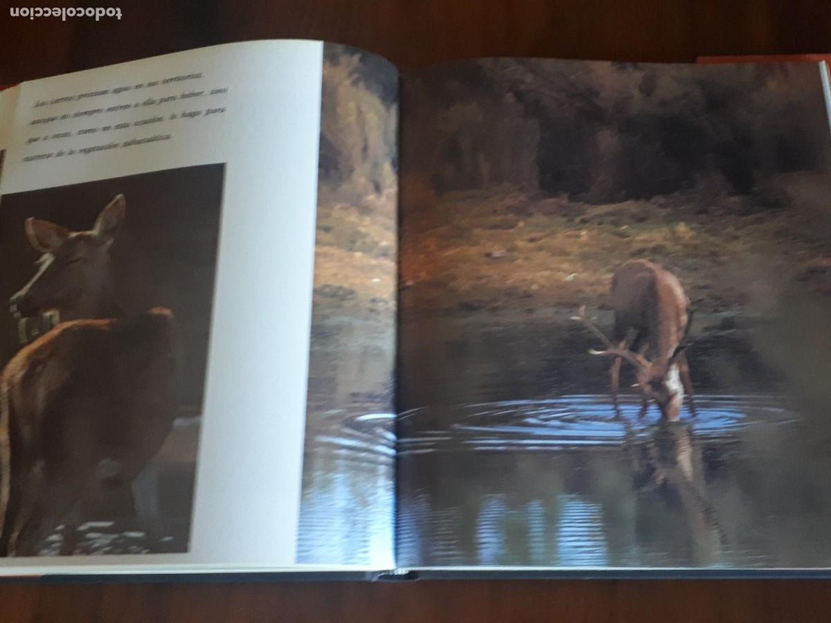 Libros de segunda mano: LOS VENADOS DE NUESTRAS SIERRAS.- A. DIAZ Y JAVIER DE TORRES. - Foto 5