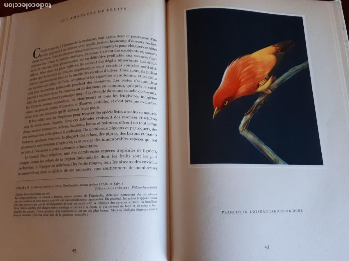 Libros de segunda mano: Oiseaux de paradis et colibris.-Sutter Ernst, Walter Linsenmaier, Paul G&eacute;roudet. - Foto 6