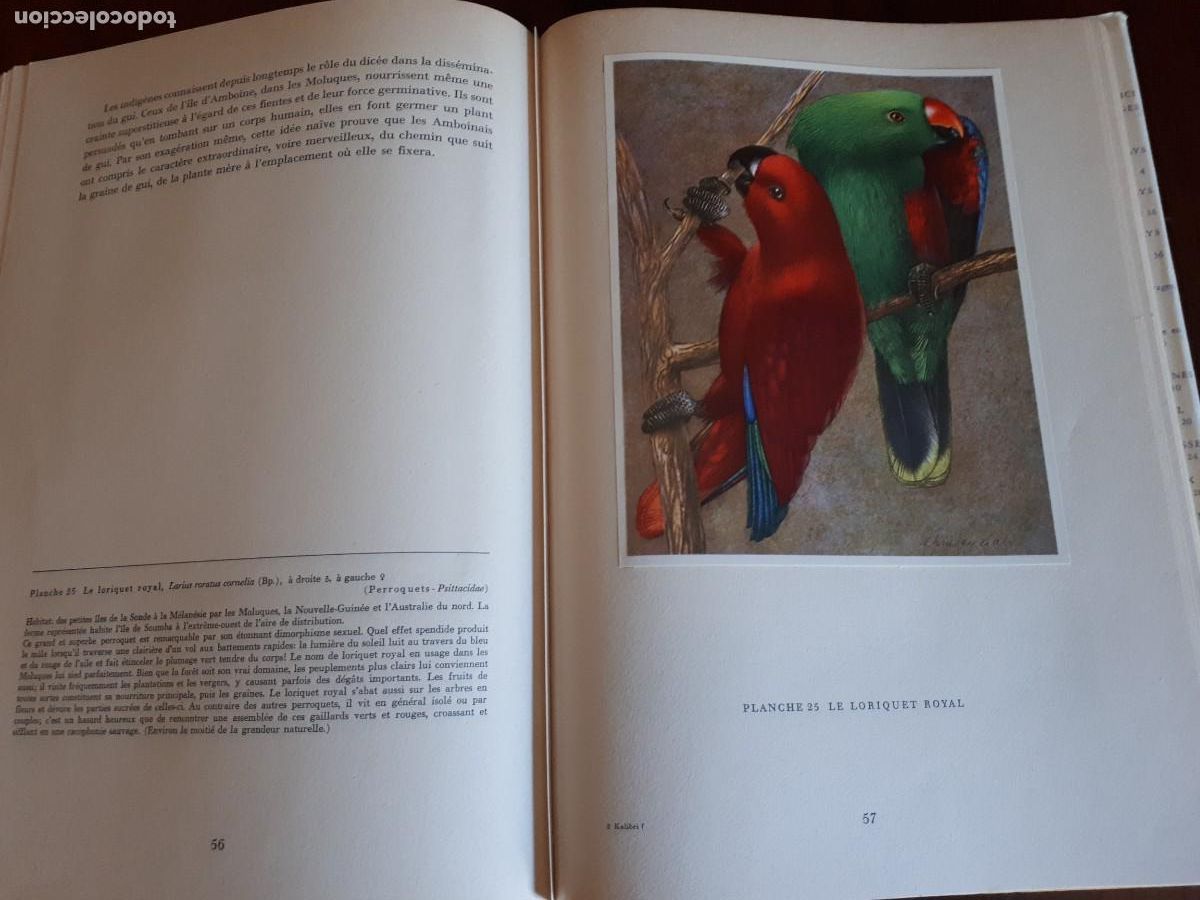 Libros de segunda mano: Oiseaux de paradis et colibris.-Sutter Ernst, Walter Linsenmaier, Paul G&eacute;roudet. - Foto 7