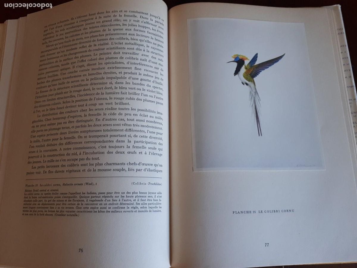 Libros de segunda mano: Oiseaux de paradis et colibris.-Sutter Ernst, Walter Linsenmaier, Paul G&eacute;roudet. - Foto 8
