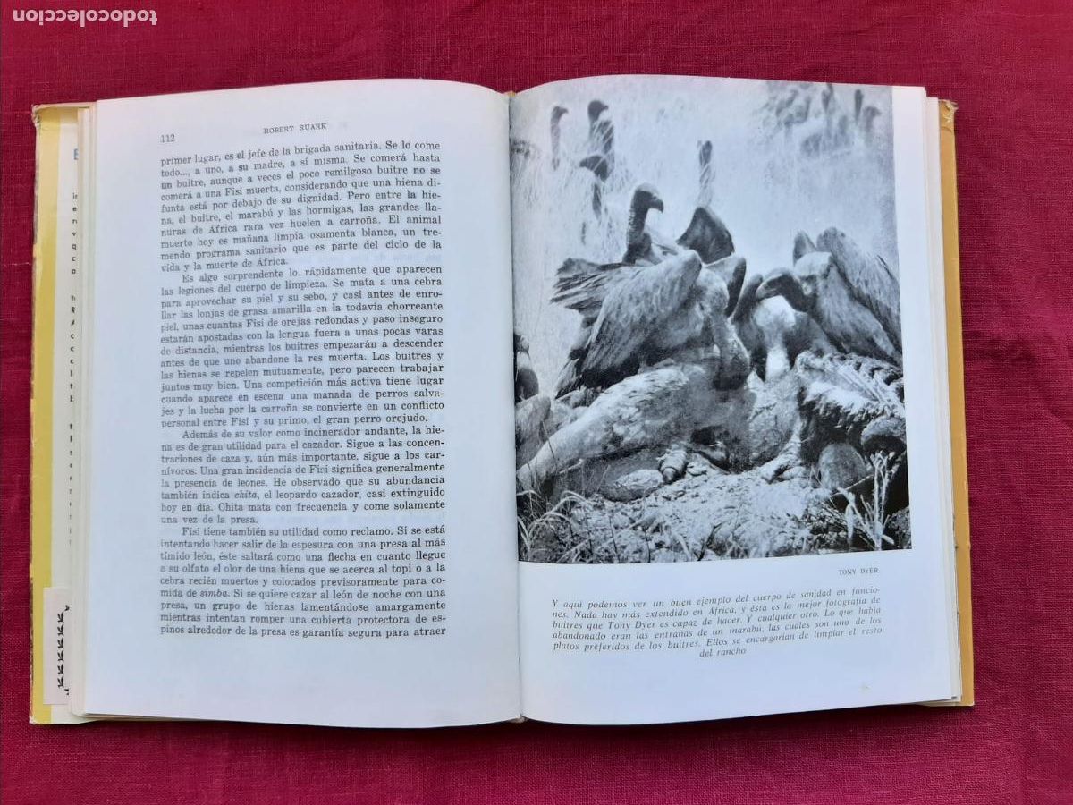 Libros de segunda mano: El cuerno del cazador - Ruark, Robert - Foto 5