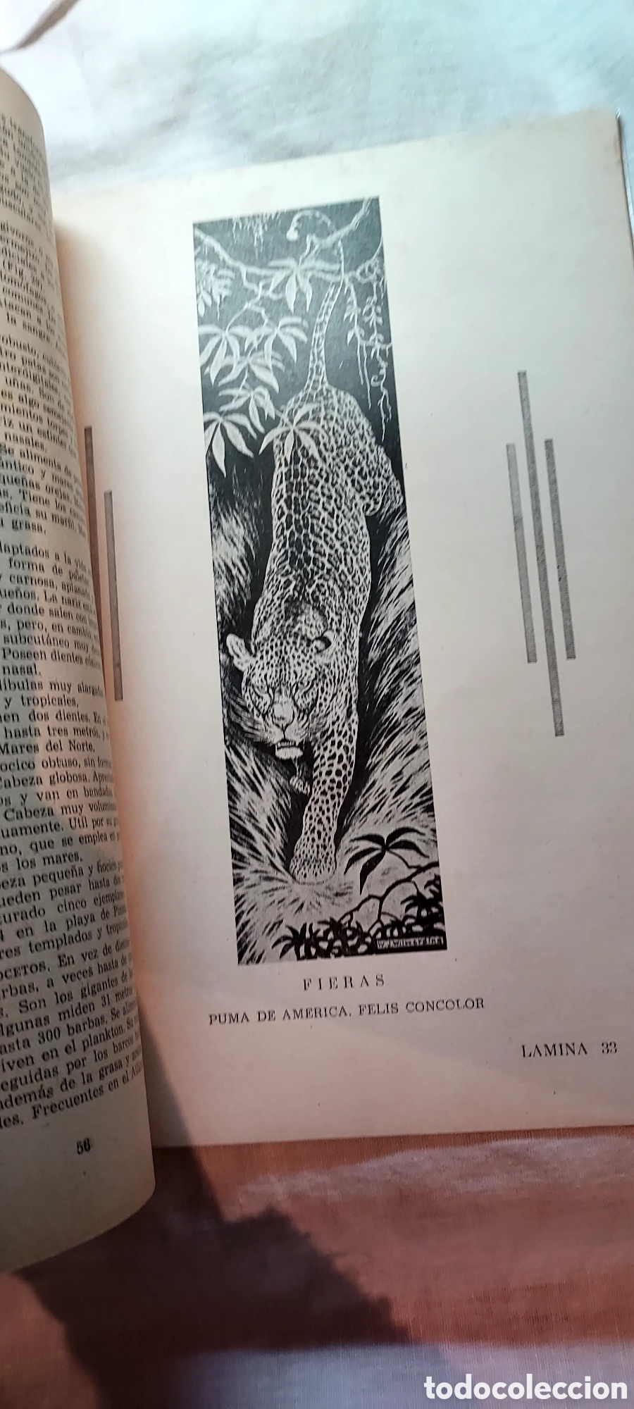 Libros de segunda mano: ZOOLOGIA .IGNACIO SALA DE CASTELLARNAU.VALENCIA 1948 - Foto 3