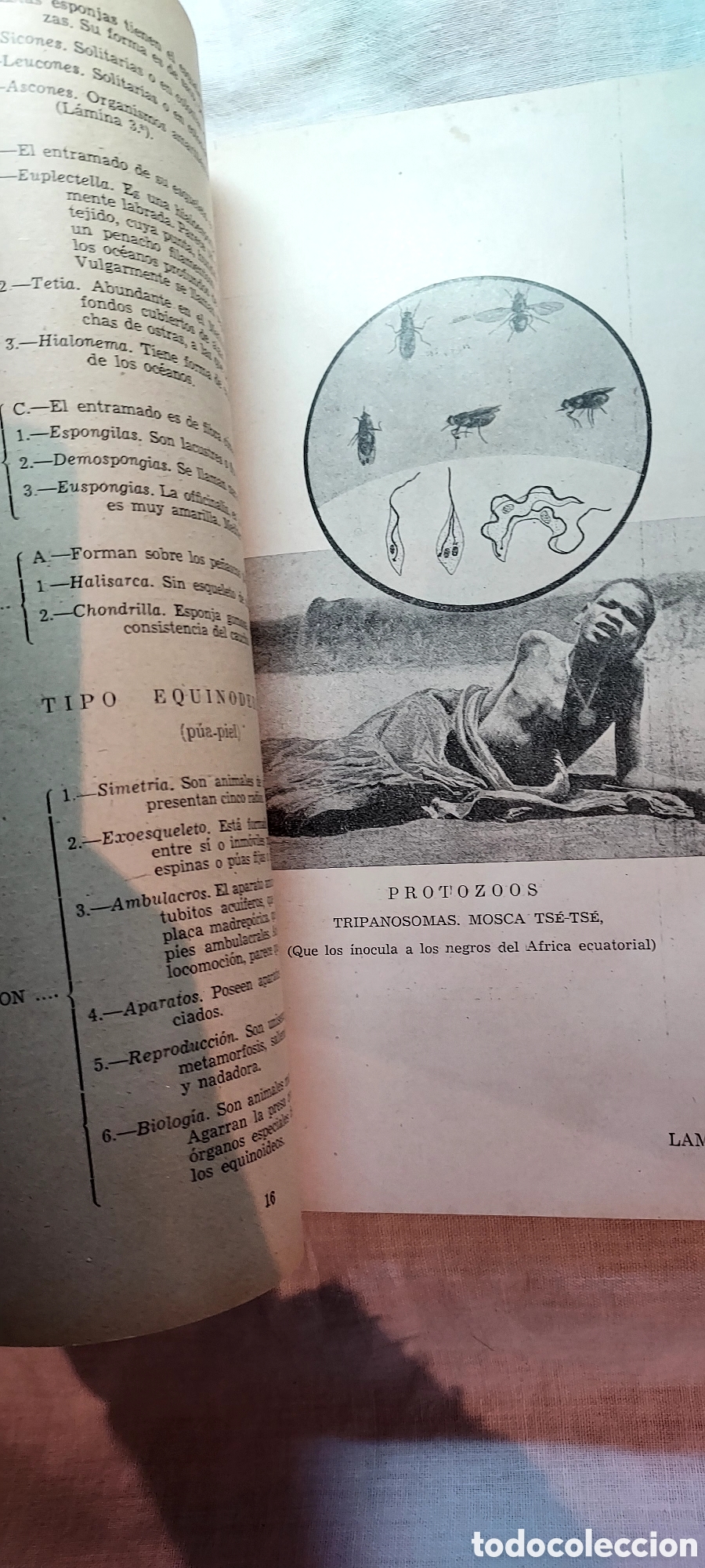 Libros de segunda mano: ZOOLOGIA .IGNACIO SALA DE CASTELLARNAU.VALENCIA 1948 - Foto 7