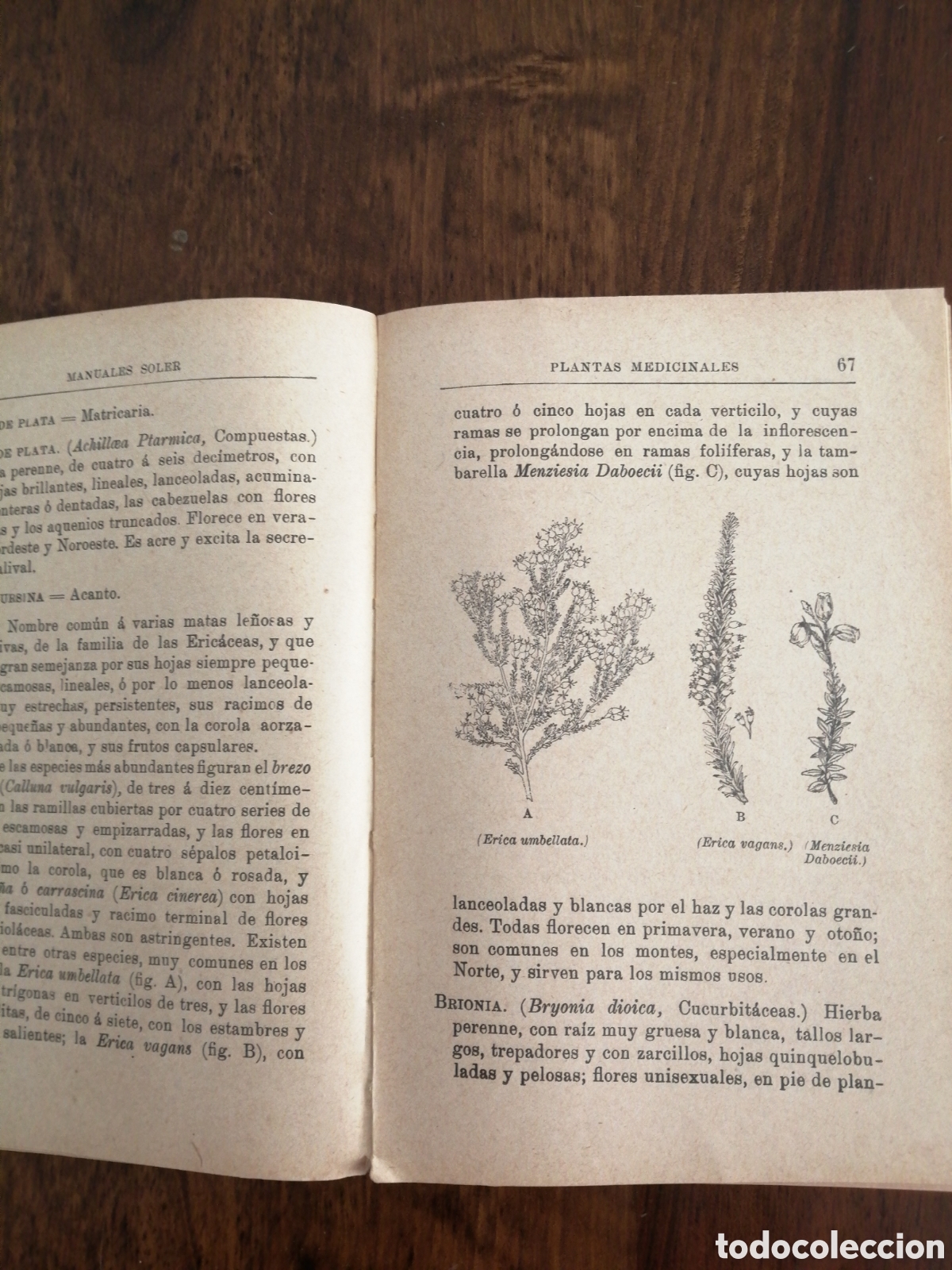 Libros de segunda mano: Plantas Medicinales MANUALES GALLACH - Foto 2