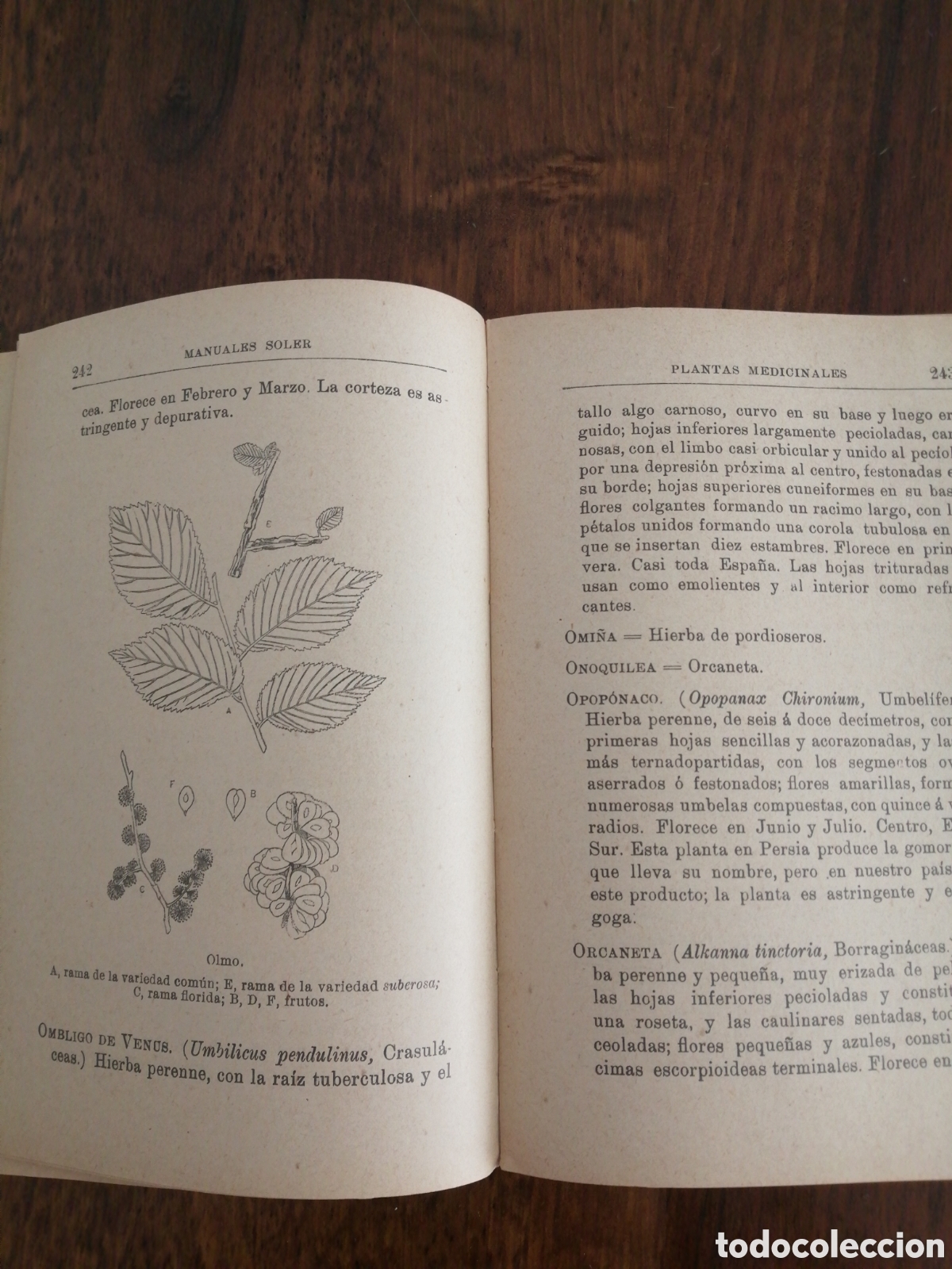 Libros de segunda mano: Plantas Medicinales MANUALES GALLACH - Foto 4